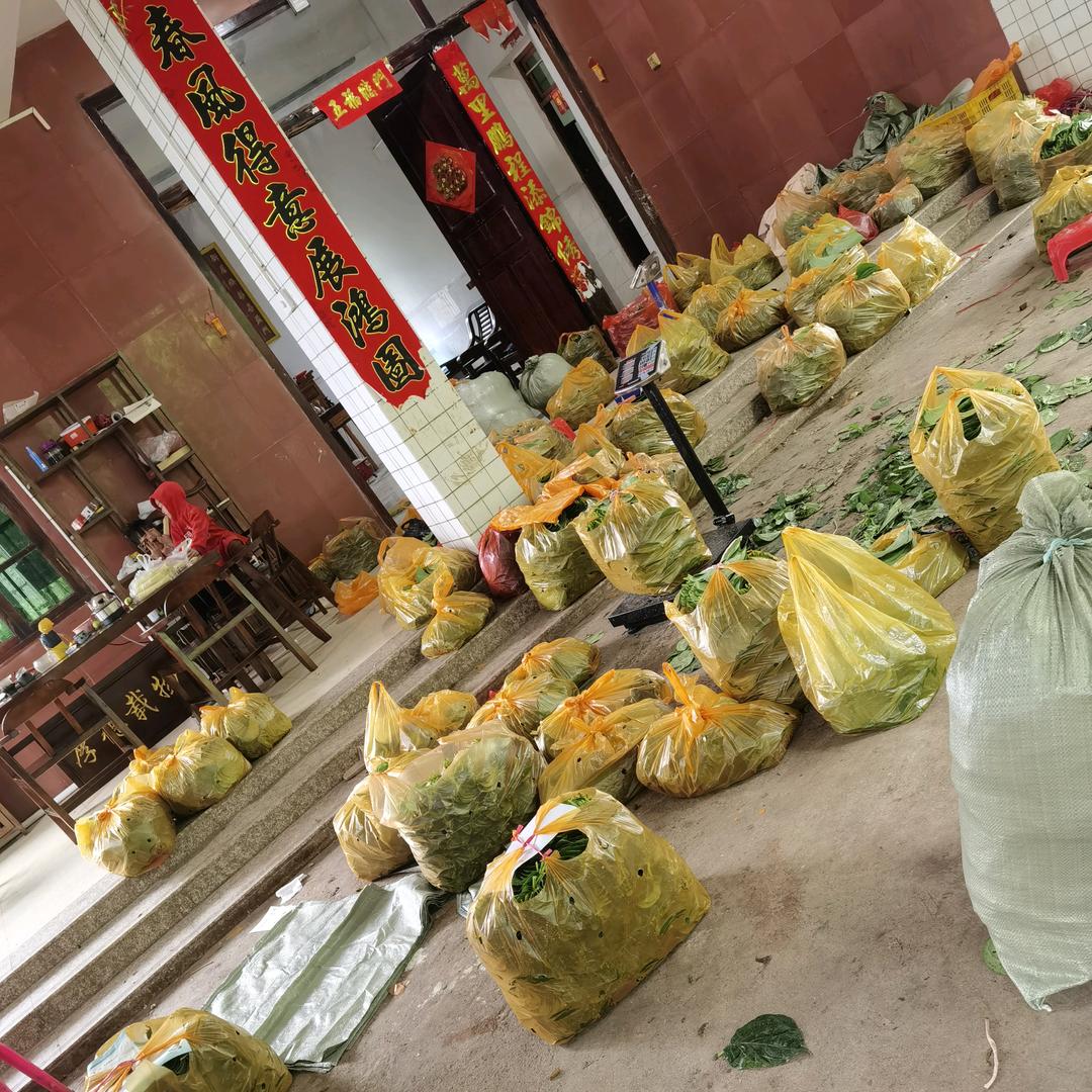 小铅九所荖叶批发商