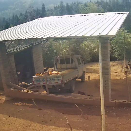 山养土鸡杨明刚