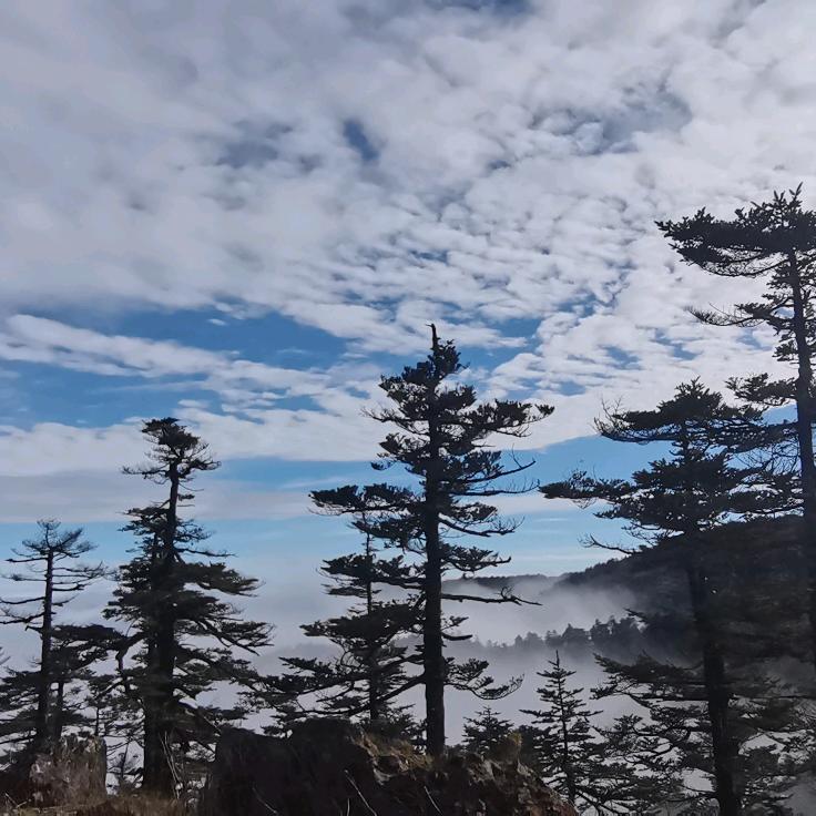 小白li
