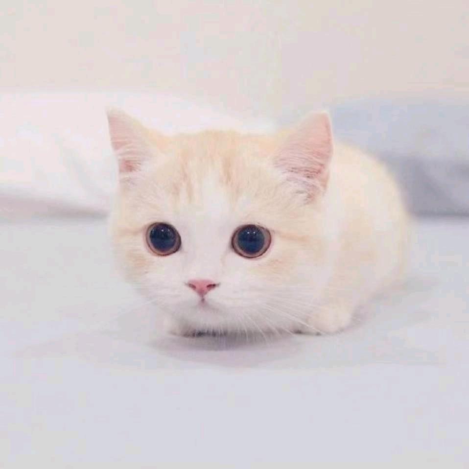 莹莹 (-^〇^-)