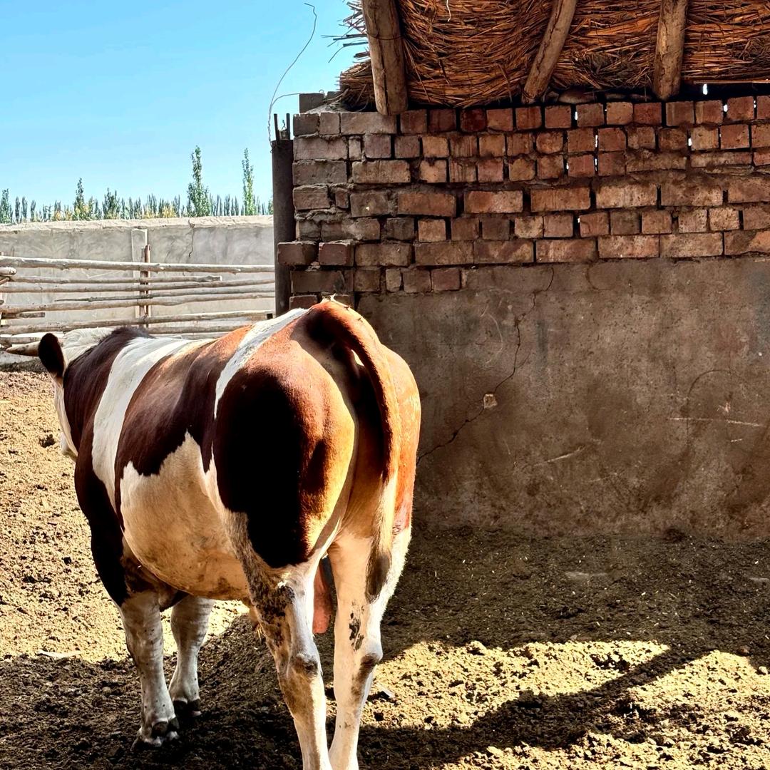 桐花牧业（张北牛市）