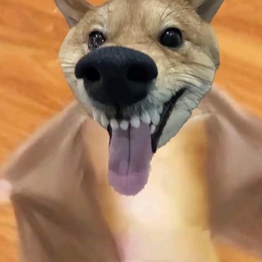 疯狂狗子