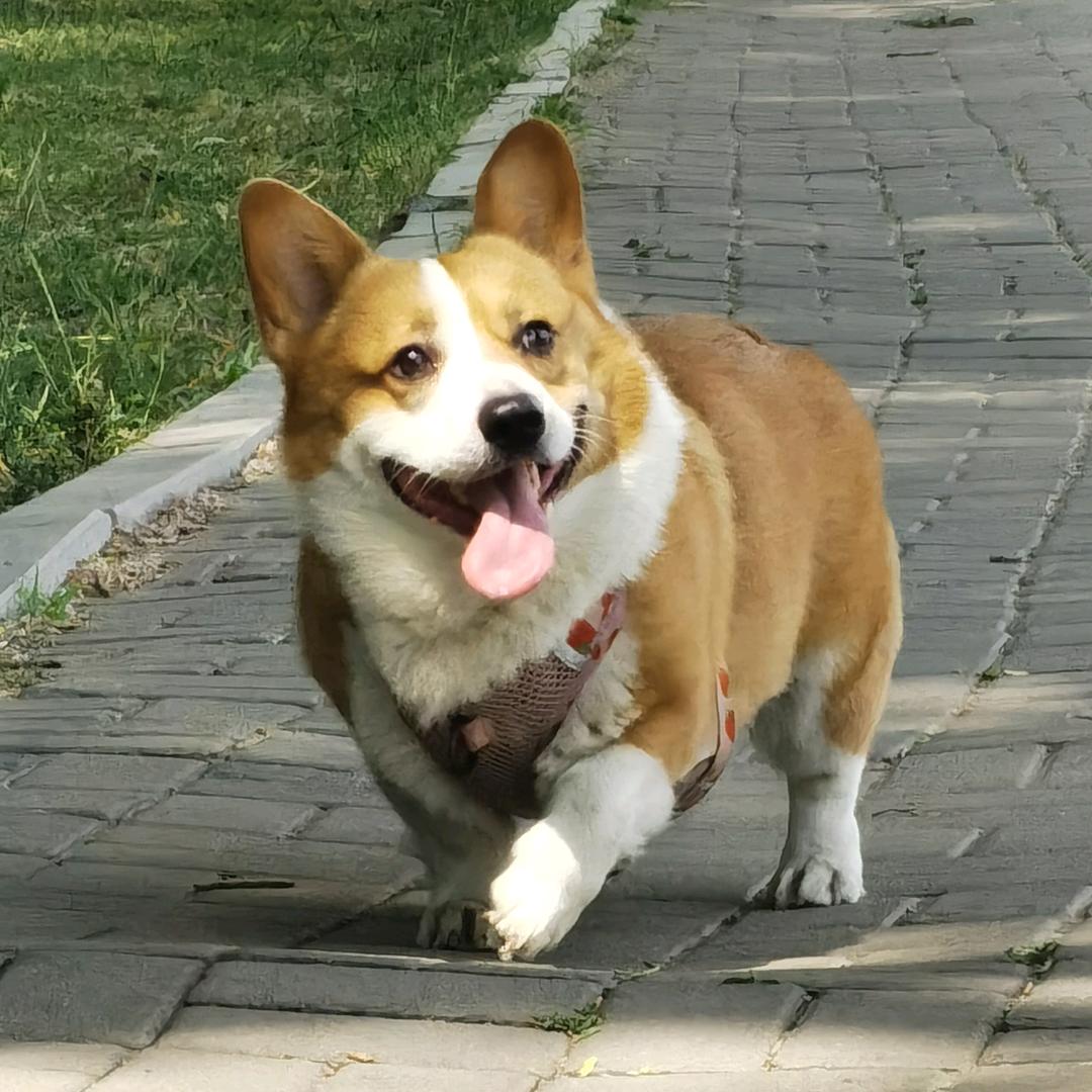 蒙塔基钢蛋