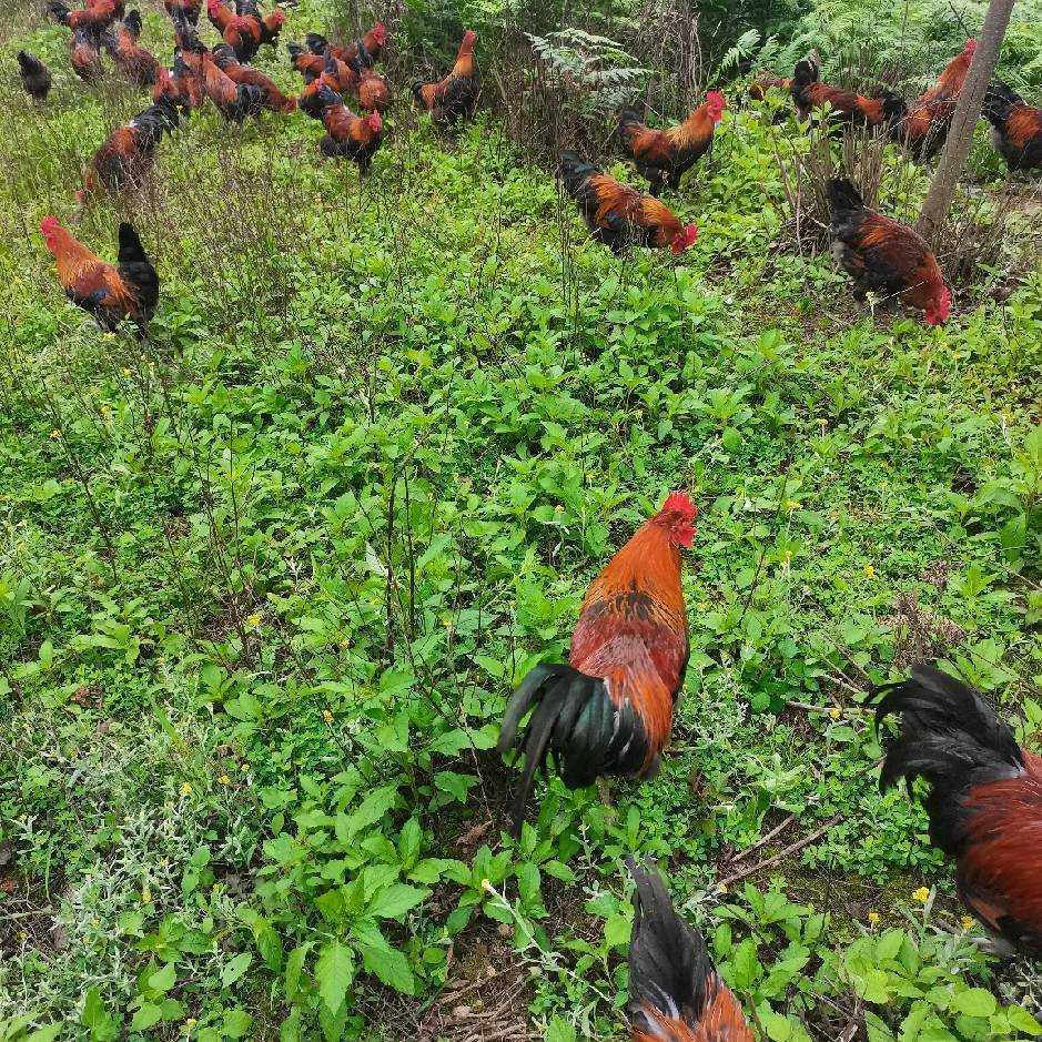 三穗县志才家禽养殖专业合作社