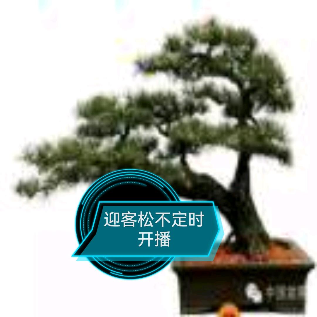 迎客松🎤