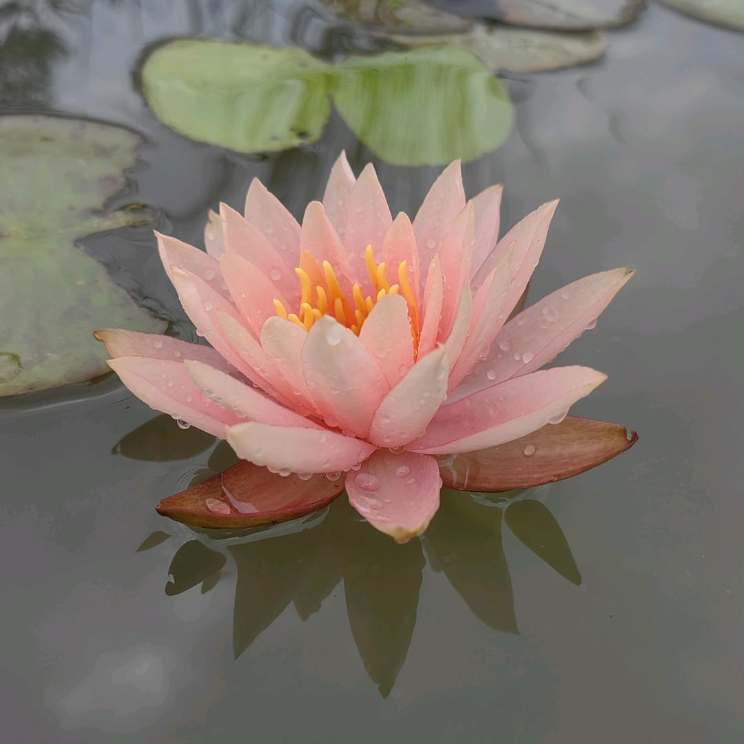 兔哥的乡村花园
