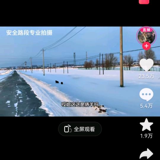 雪地顽皮羊