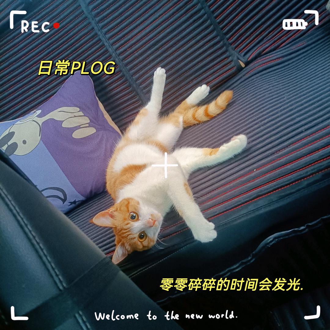 咪蛋是只喵