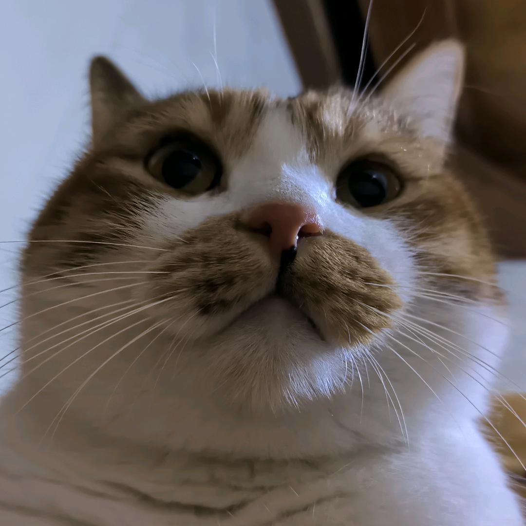 是酢cù浆🌿不是zhá浆🙃