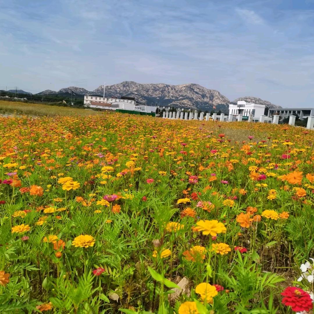 日照兴佰隆冷链配送，冷链仓储