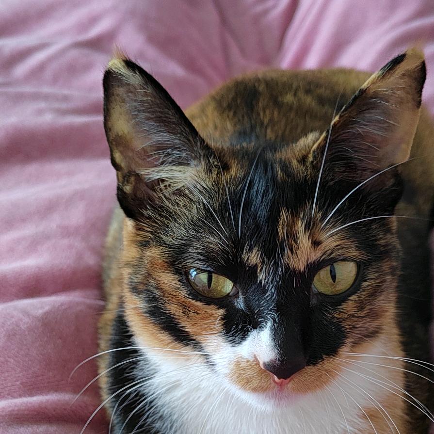 大脸猫🐱