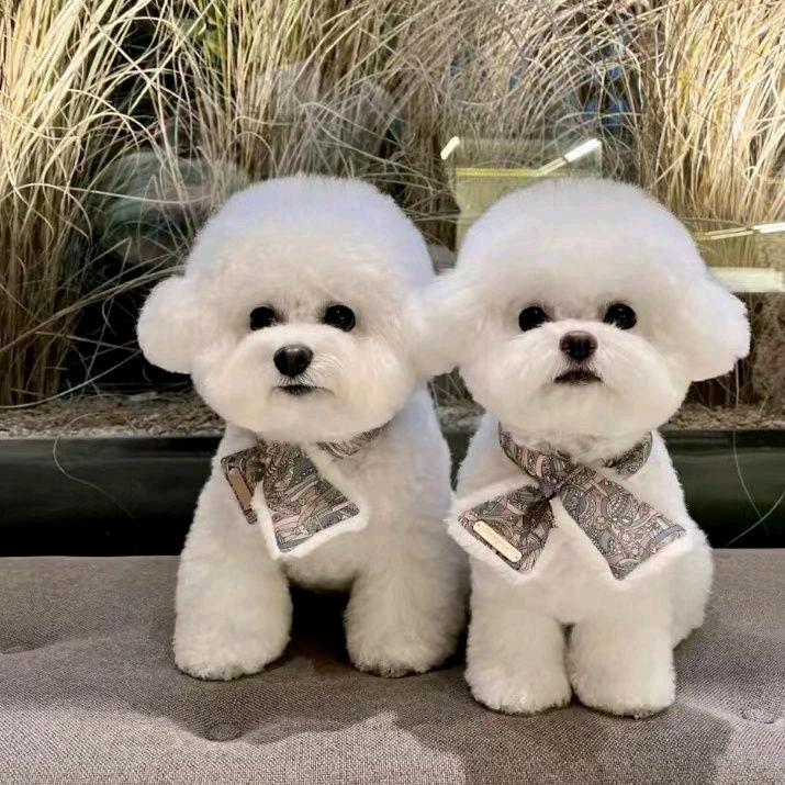 银川！东亚萌宠繁殖基地