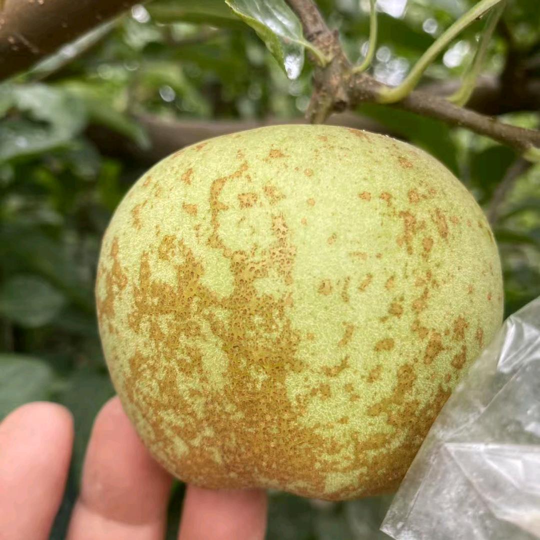 芳草田园农安果乐坊