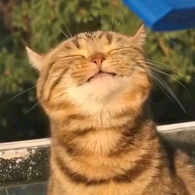 熊猫送外卖笋到家了🦋