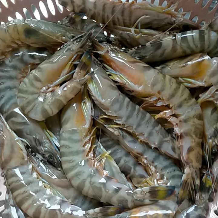 眉好悦色专场