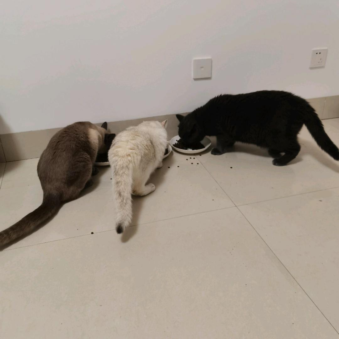 楼夕颜（沉迷游戏版）