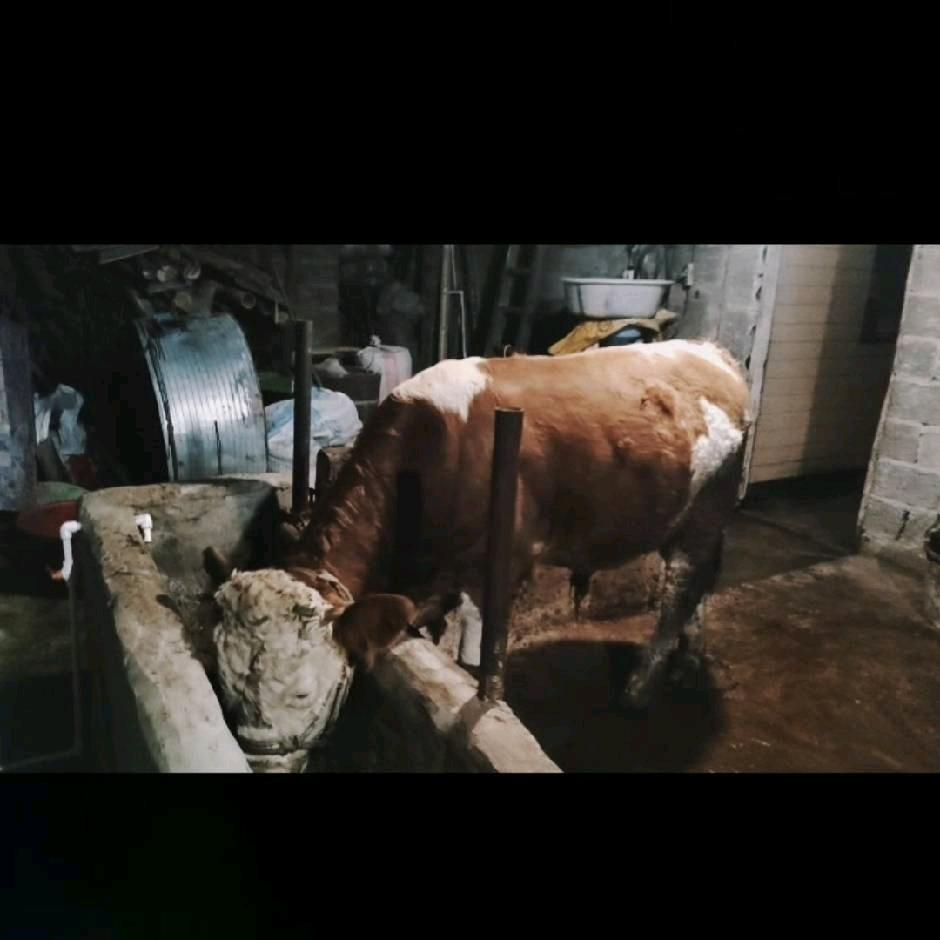 洛亥利锋养殖场