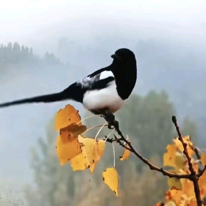 妙乐