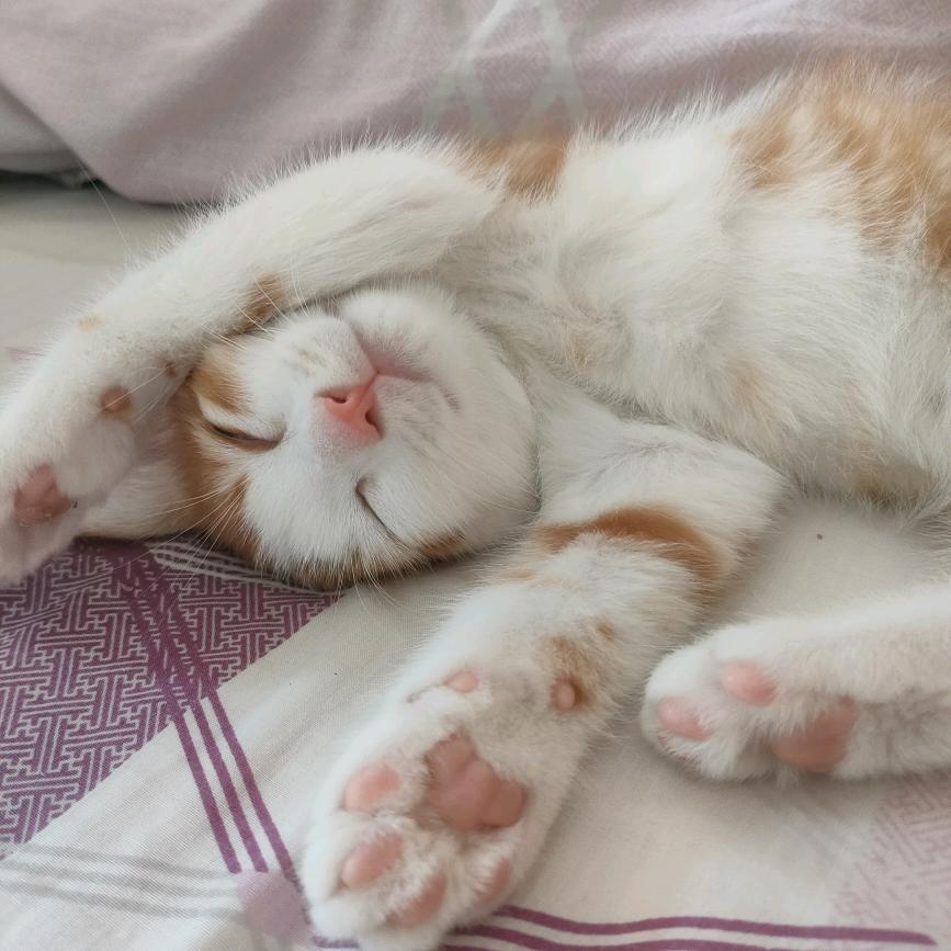 &蛋黄！是只“喵”