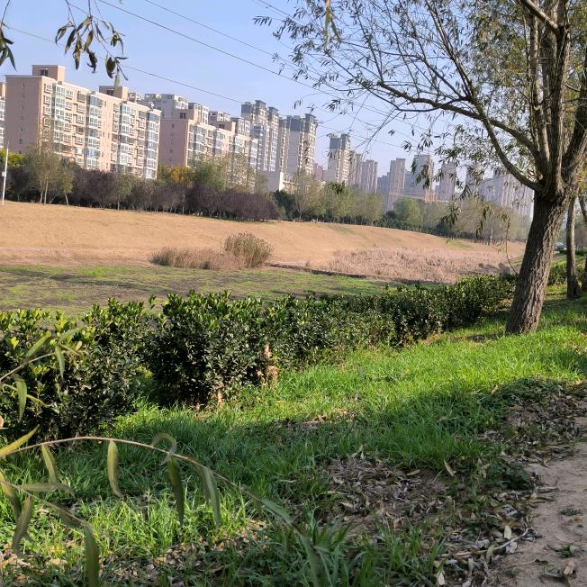 手养玄凤鹦鹉，小鹦快跑