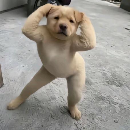 溜达哥