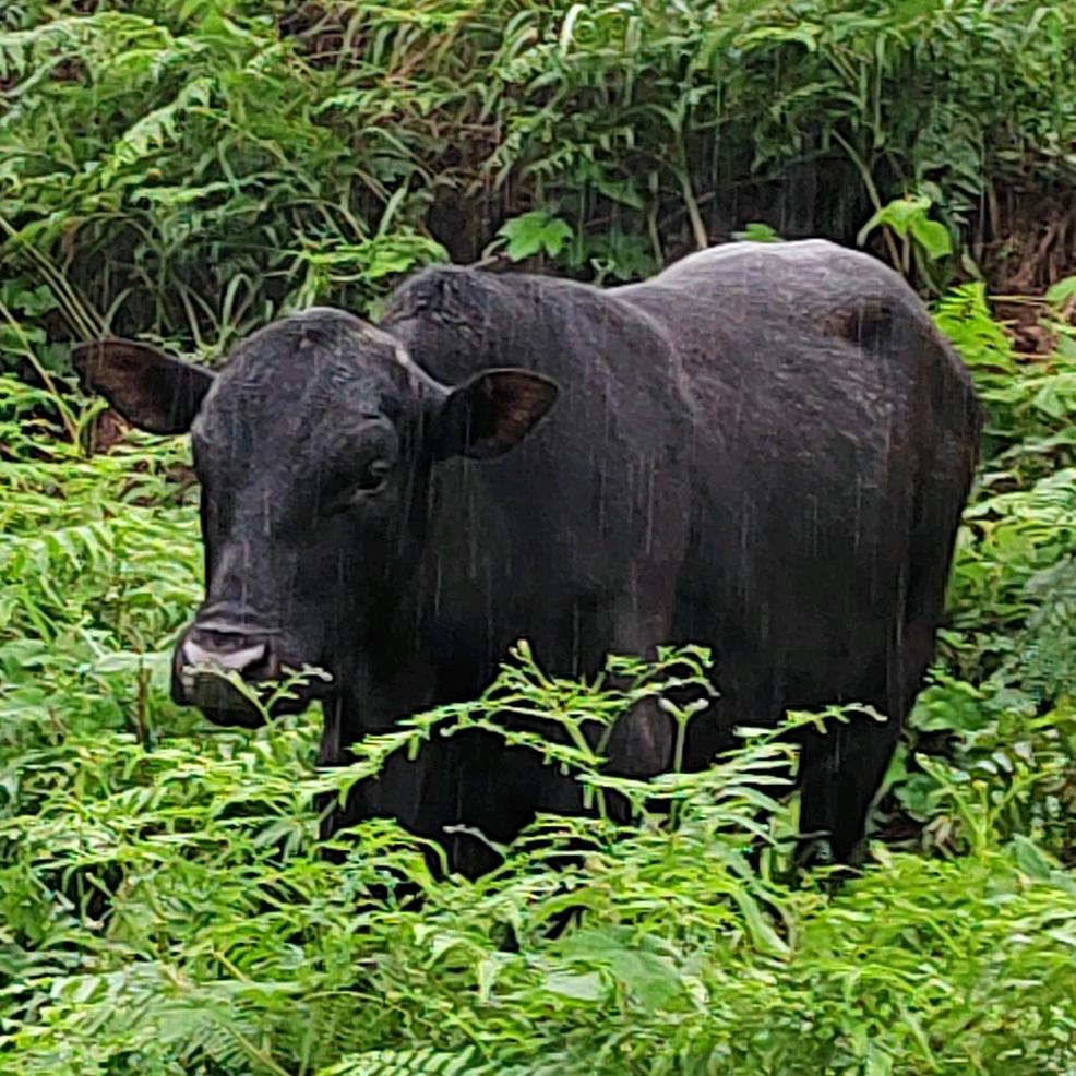 中天牧业原生态，跑山牛养殖