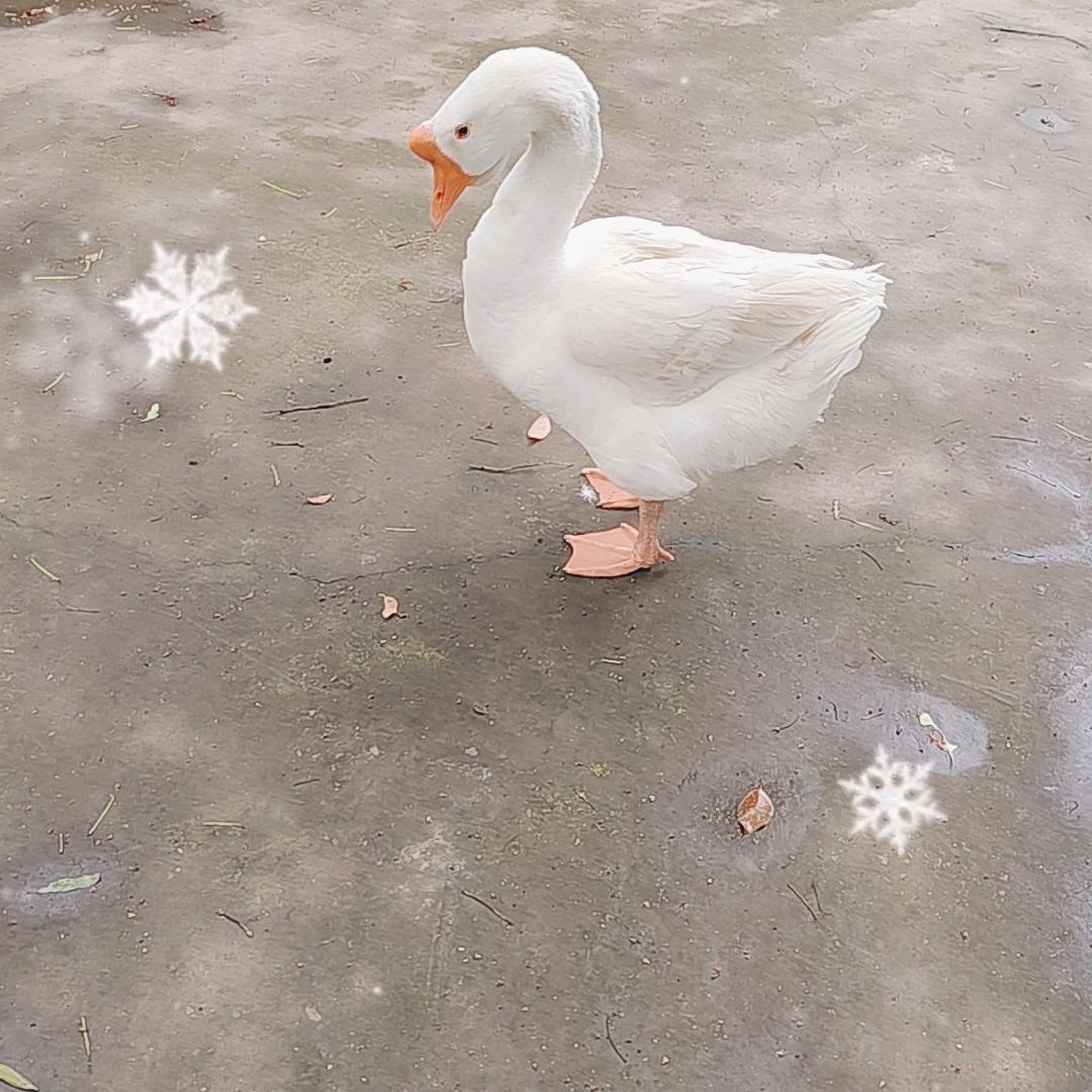大李子