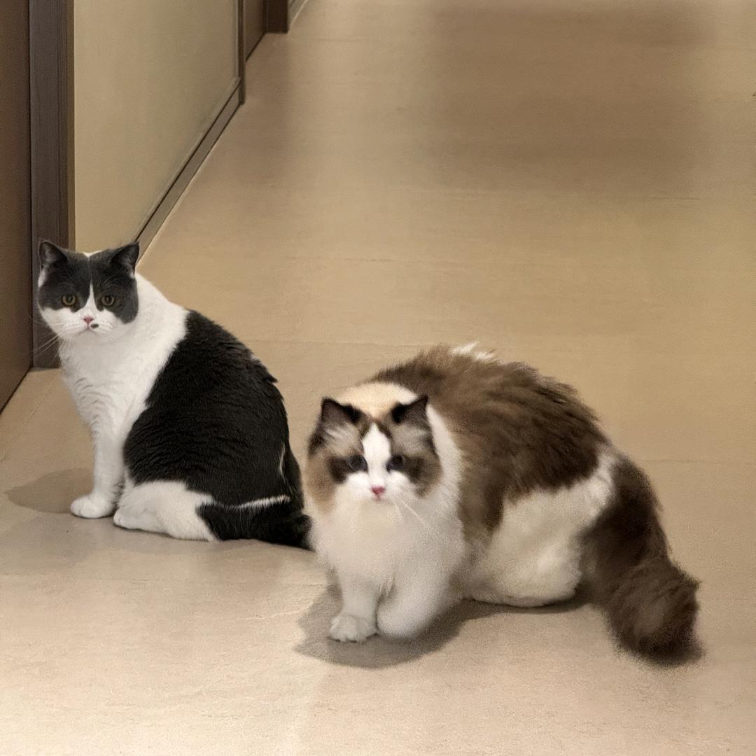 啵啵波(养猪咪版🐱)