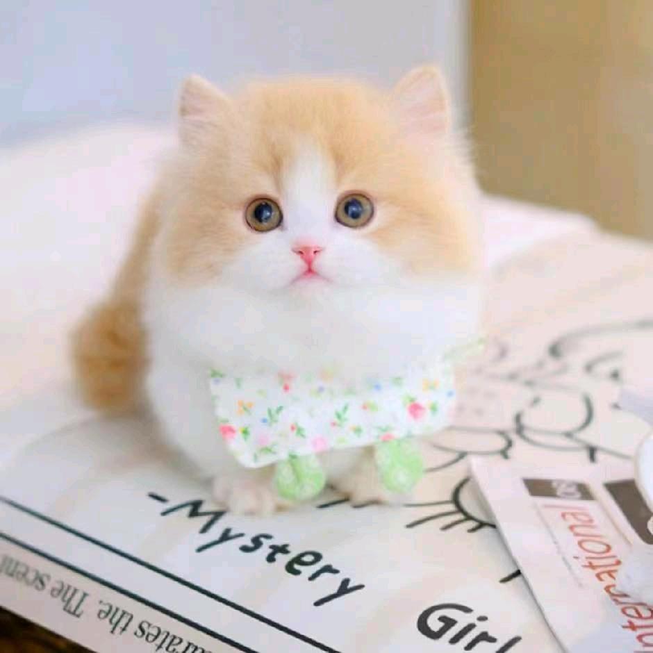 毛毛宠物乐园园丁