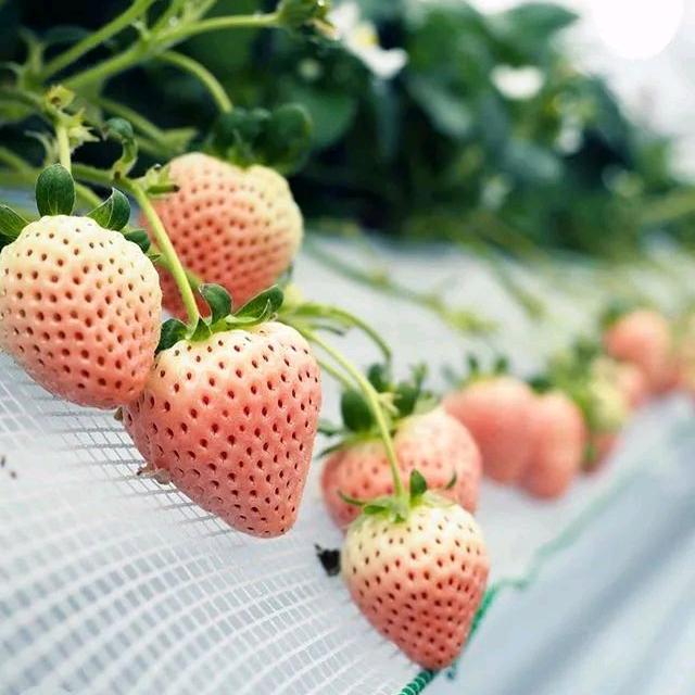 🍓莓好时光草莓基地🍓