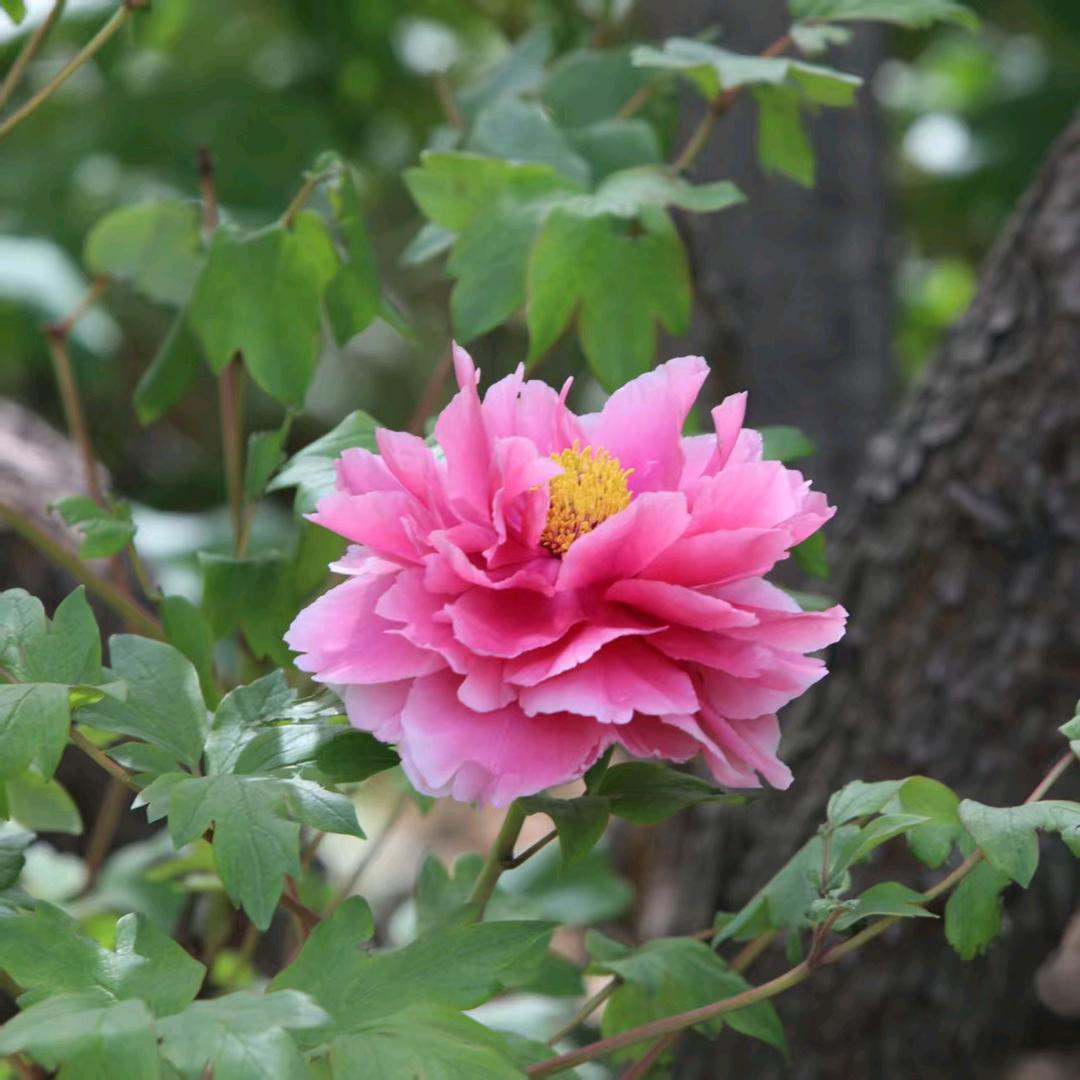 微微一笑很倾城