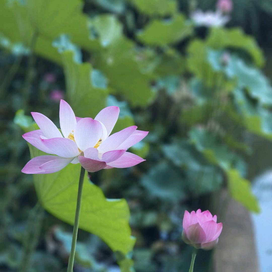 时光月下