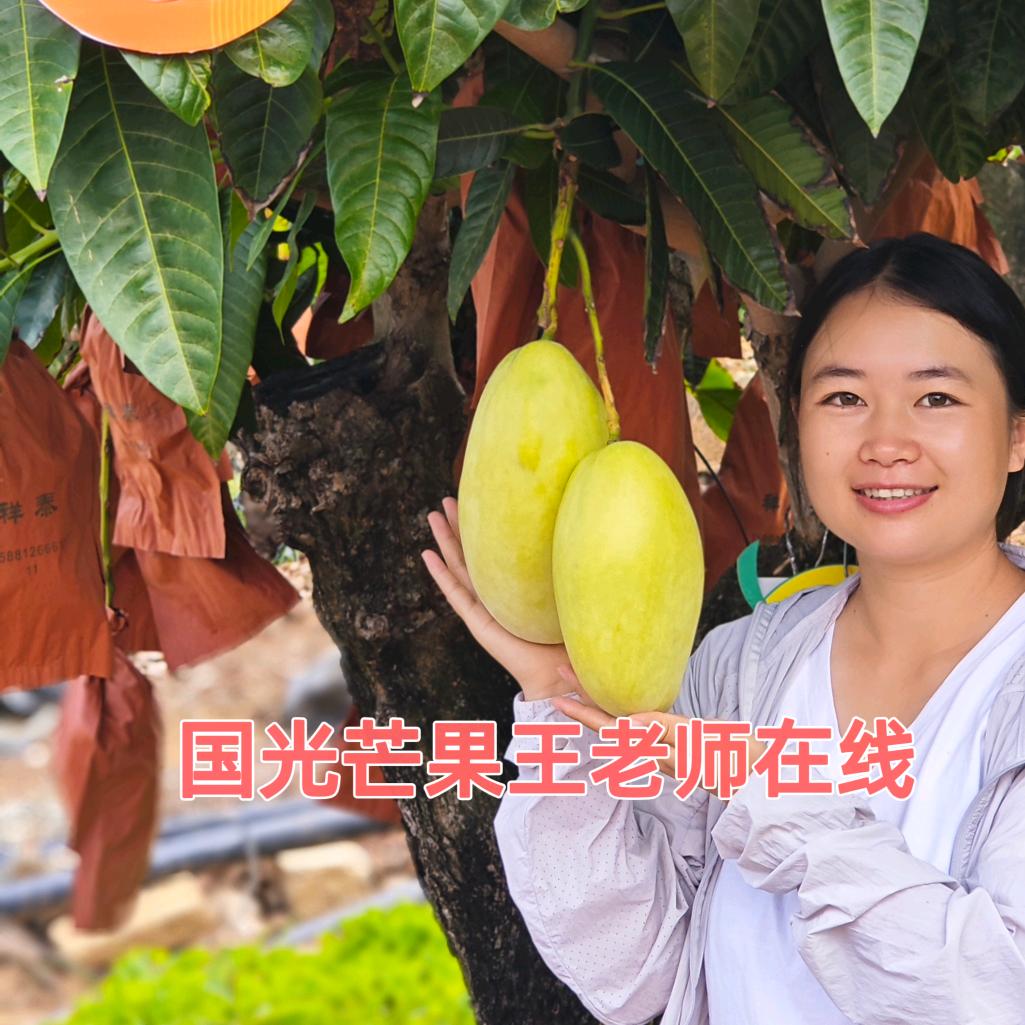 国光芒果王老师在线