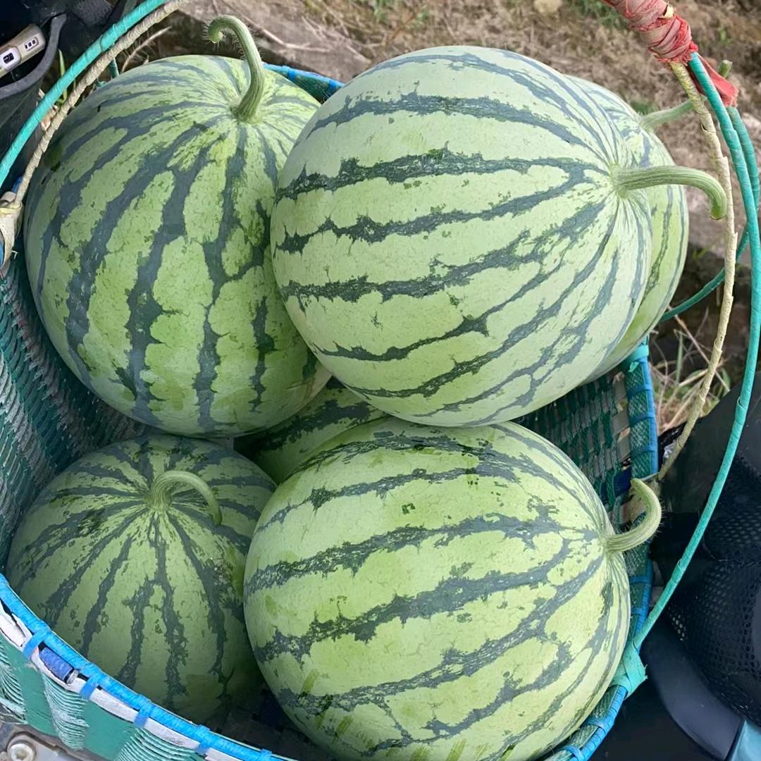 西瓜哥家庭农场