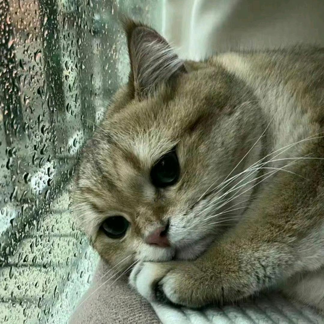 幸福の拾荒者