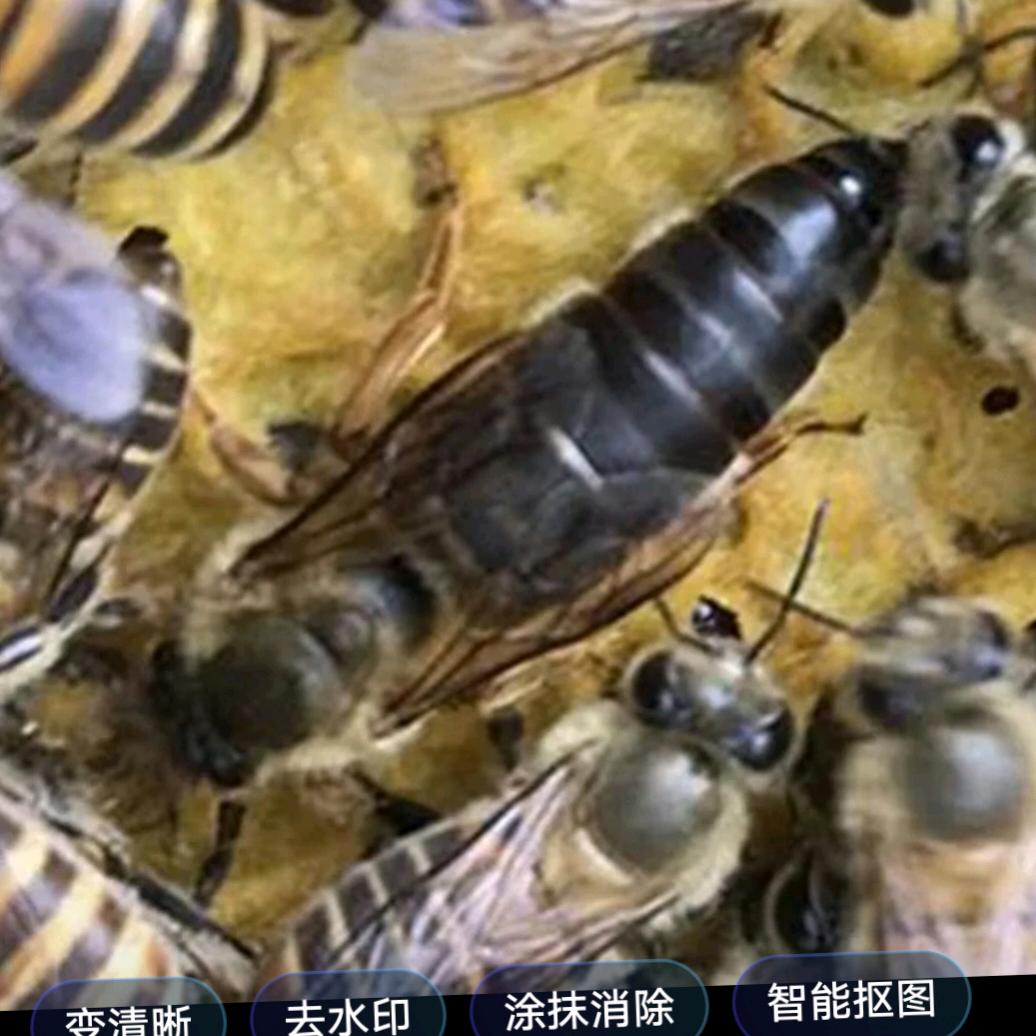 养蜂哥