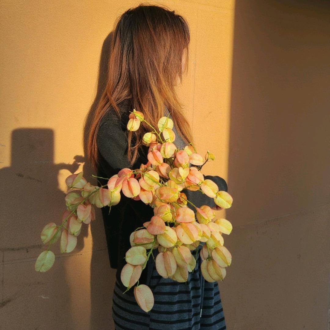 一壶梨花白