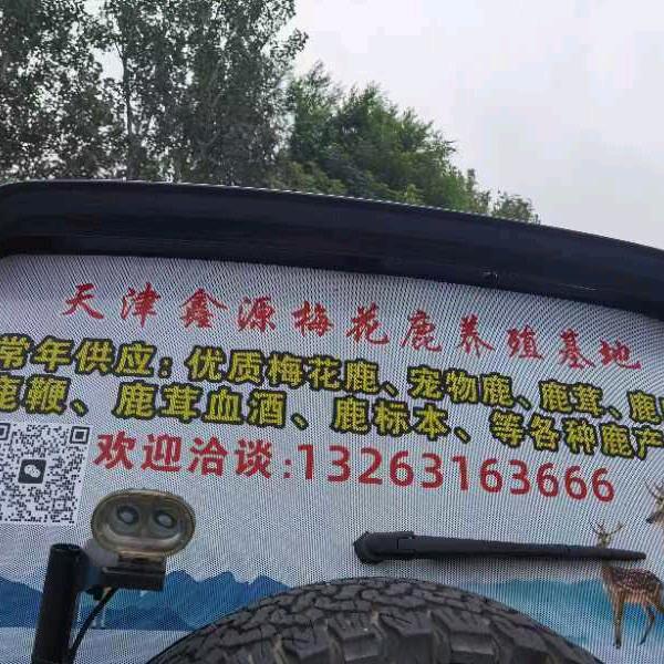 梅花鹿养殖（梁）