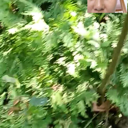 香水有毒