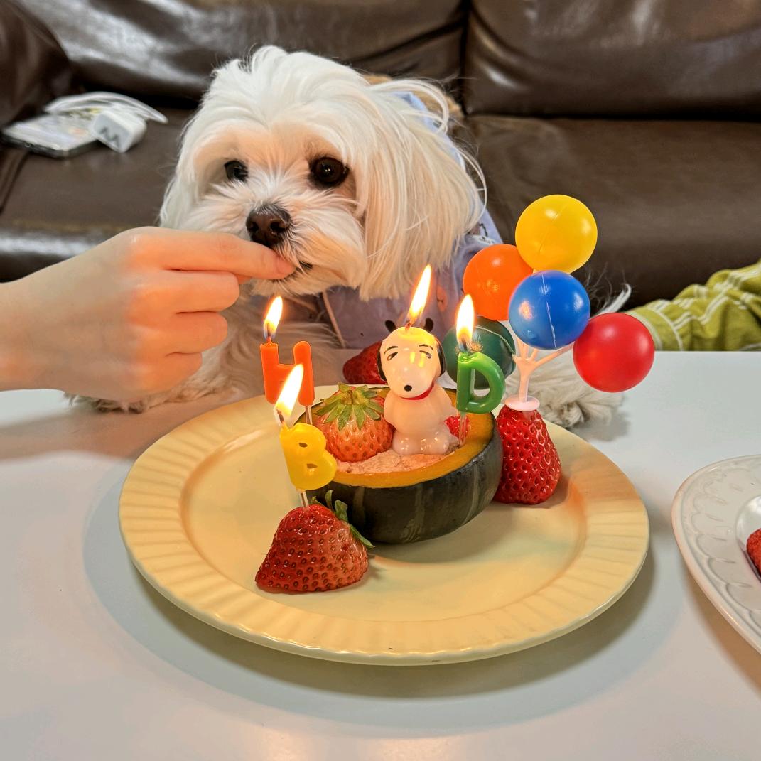 女神gsl🍓🍍🍇🍒🍑🌹