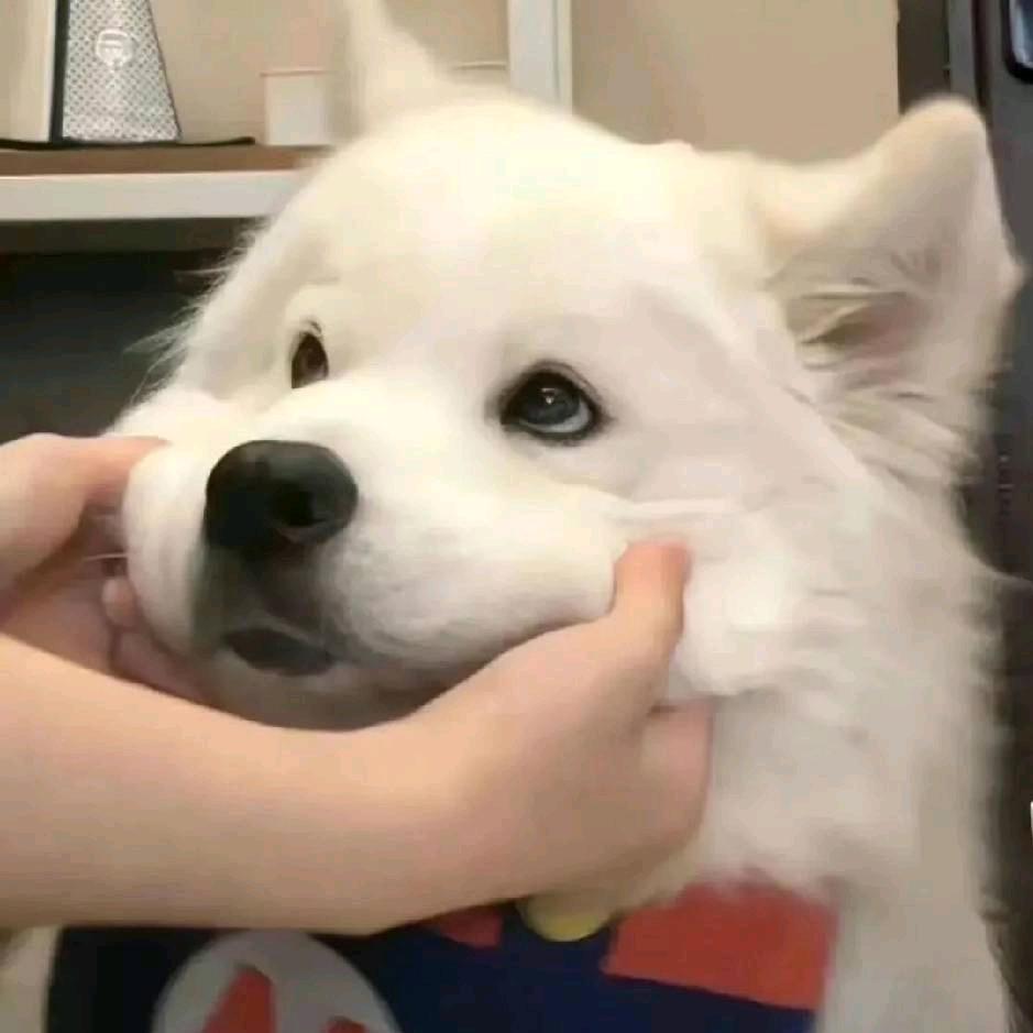 老太太上炕给爷整笑了头像
