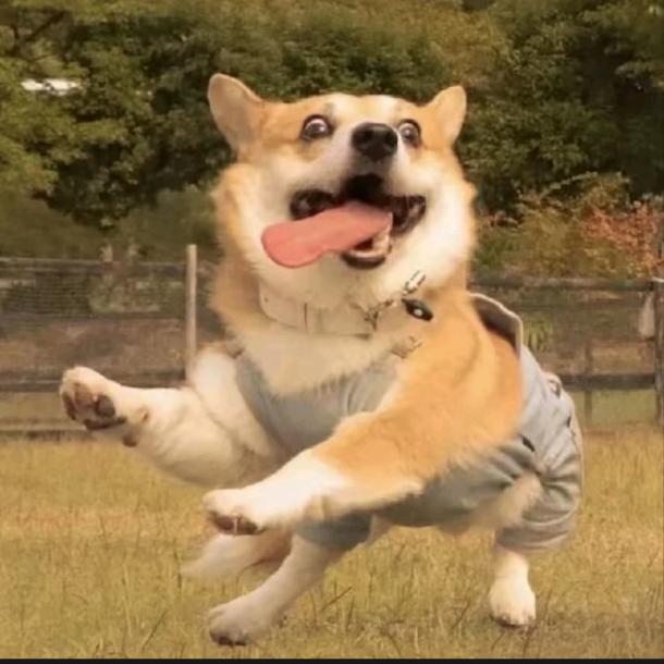 啊哟吼