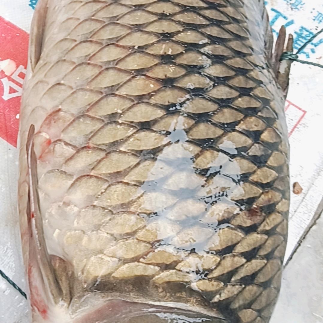 张多魚