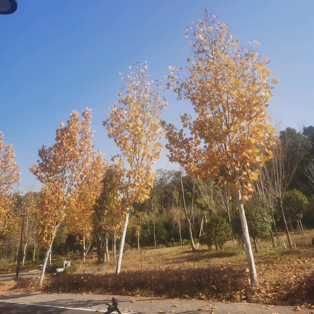 小电视剧