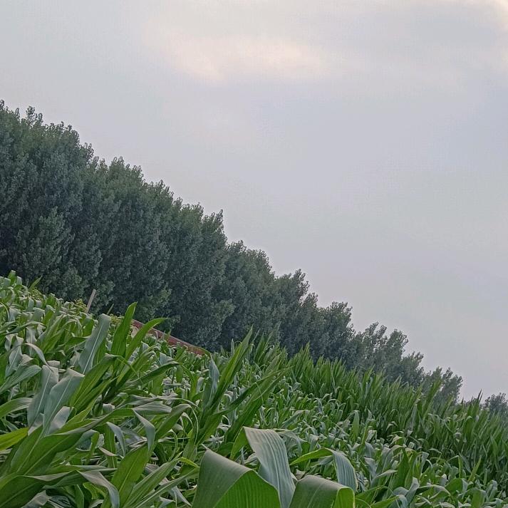 马踏飞燕