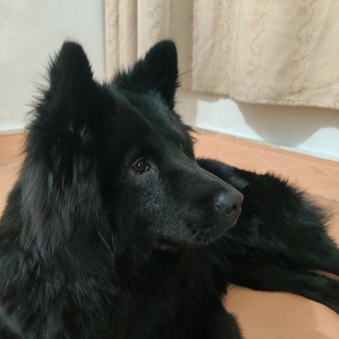 獢獢