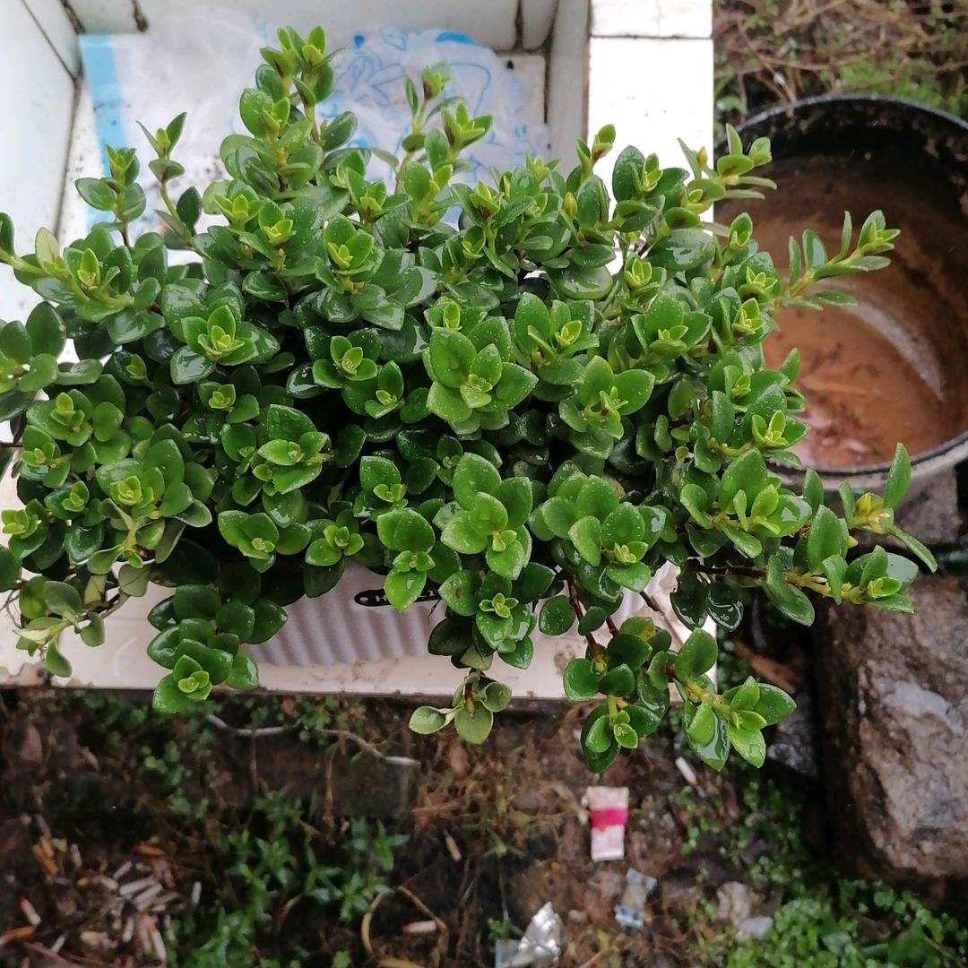 苏荣庆
