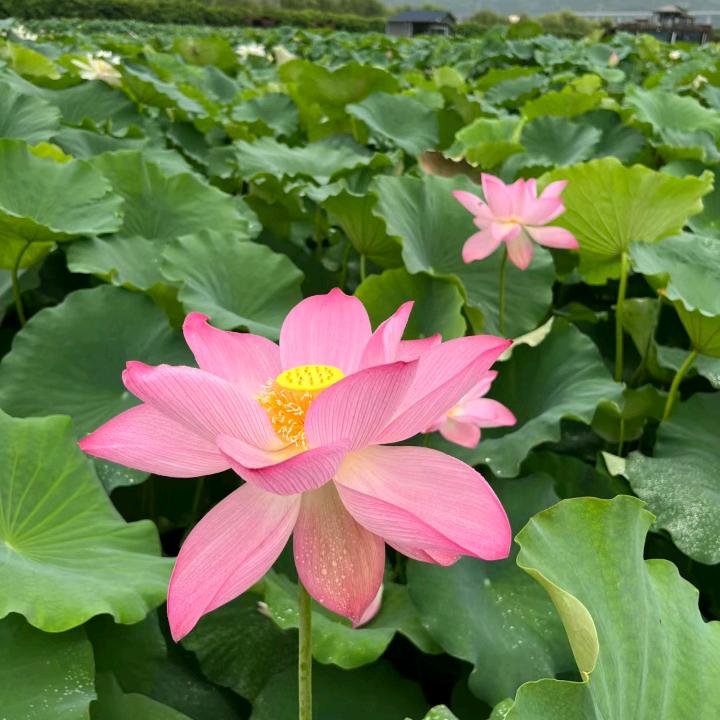 花开富贵、
