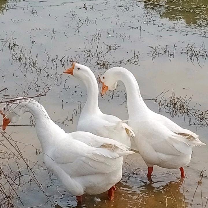 萧哥