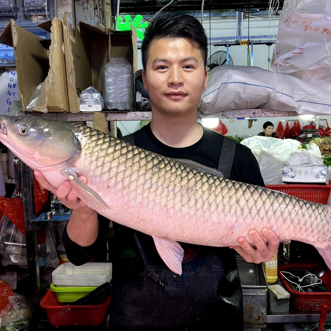 🐟刘一刀